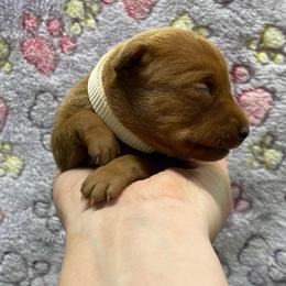 Coral - Stag red female Miniature Pinscher puppy in Lancaster, Missouri from White Stone Ranch