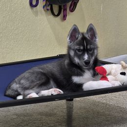 Sonny - Agouti and white male Siberian Husky puppy in North Miami, Florida from Kardrovi Siberians