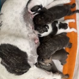 French Bulldog Puppies from Peek Frenchie Babies