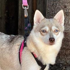 Autumn - Alaskan Klee Kai