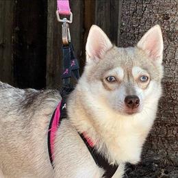 Autumn - Alaskan Klee Kai
