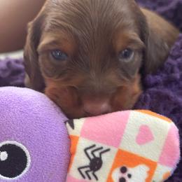 Baby 4 - Black male Dachshund puppy in Pittsboro, North Carolina from Hannau Doxies