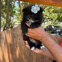 Molly - Black parti female Pomeranian puppy in Kennedale, Texas from Puppiesnat