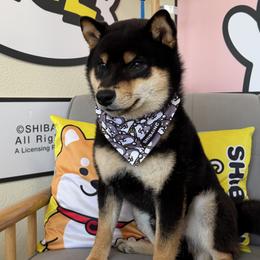 Shiba Inu and Shikokus from Sierra Ohkami Kennel