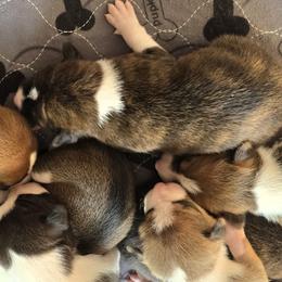 Brindle boy - Brindle and white male Basenji puppy in Eugene, Oregon from Basenji Puppies