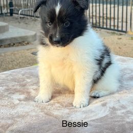 Bessie - Black and white female Shetland Sheepdog puppy in Abilene, Texas from Double Dare Shelties
