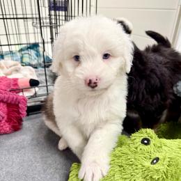 Levi - Blue merle male Aussiedoodle puppy in Heber City, Utah from Junipersdoodles