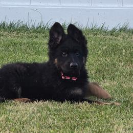 Miss Burgundy - Black and red female German Shepherd puppy in Sumner, Iowa from Vom Wilke Kennels