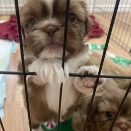 Shih Tzu Puppies from Jessica Diangson's Shih Tzus