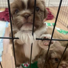 Shih Tzu Puppies from Jessica Diangson's Shih Tzus