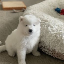 Samoyed Puppies from ArticCross Samoyeds-Florida