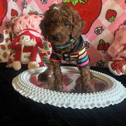 Assorted Doodle Crosses, Maltese, and Poodle Puppies from House of Poodles