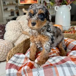 Navy Collar - Merle female Cavapoo puppy in Indiahoma, Oklahoma from Farm Fresh Doodles