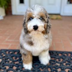 Bluey - Australian Mountain Doodle