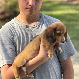 Chess - Sable male Dachshund puppy in Florence County, South Carolina from Modern Family Standards