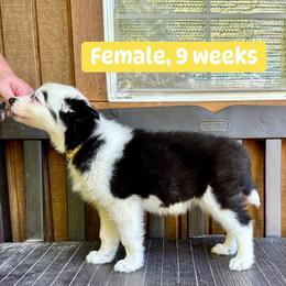 Yellow Collar - Black and white female Yakutian Laika puppy in Bethel, Ohio from Caldersong Kennels