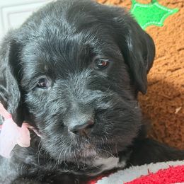 Sidney - Black female Labradoodle puppy in Beecher, Illinois from Erica’s Doodles
