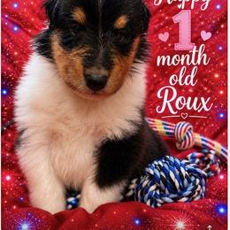 Roux - Black white and tan male Collie puppy in Carencro, Louisiana from Cajun Bayou's Collies LLC