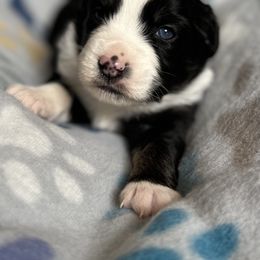 Girl 1 - Black Miniature Australian Shepherd puppy in Buchanan, Georgia from Stanleyville Farm Mini Aussies
