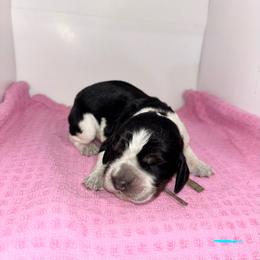 Teal - Tri-Roan female English Springer Spaniel puppy in Lincoln, Texas from LeeCo. Springers