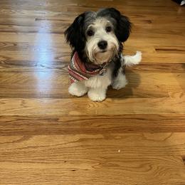 Shorkie All Grown Up from Roover's Oklahoma Shorkies