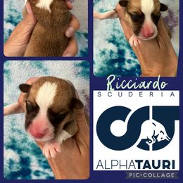 Boy 4 - Red Pembroke Welsh Corgi puppy in Fallbrook, California from Le Rêve Corgis