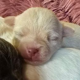 Dolce - Fawn male Chihuahua puppy in Amity, Pennsylvania from Baxters Chihuahuas