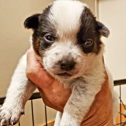 Full mask - Blue speckled female Australian Cattle Dog puppy in Lenoir, North Carolina from Blue Coyote Ranch