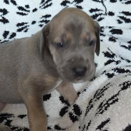 Charm - Blue female Great Dane puppy in Albany, Oregon from Red Cloud Australian Shepherds and DeGray Great Danes & Bulldogs
