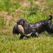 Boykin Spaniels from MaryAlice's Boykin Spaniels