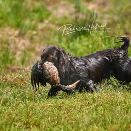 Boykin Spaniels from MaryAlice's Boykin Spaniels