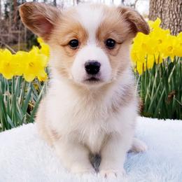 American Corgi and Pembroke Welsh Corgi Puppies from Whimsical Treasure Corgis