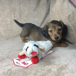 Fritz - Red male Dachshund puppy in Richmond, Virginia from Paw Prints