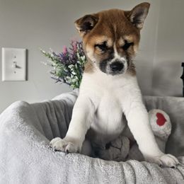 Shiba Inu Puppies from Shiba Shenanigans
