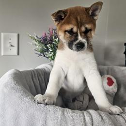 Shiba Inu Puppies from Shiba Shenanigans