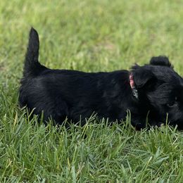 Girl 2 - Black female Scottish Terrier puppy in Idaho from Avonlea Terriers