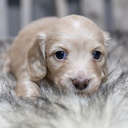 Avery - Cream female Dachshund puppy in Barnesville, Pennsylvania from Dachsy