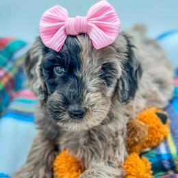 Aussiedoodle, Australian Mountain Doodle, and Bernedoodle Puppies from Magnolia Grove Farms