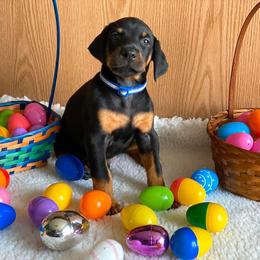 Doberman Pinscher Puppies from Jensen Dobermans