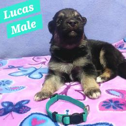 Lucas Aqua Collar - Black and red male German Shepherd puppy in Bedias, Texas from TiPi S Ranch's German Shepherds