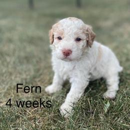 Fern - White female Lagotto Romagnolo puppy in Minster, Ohio from 1880 Lagotto