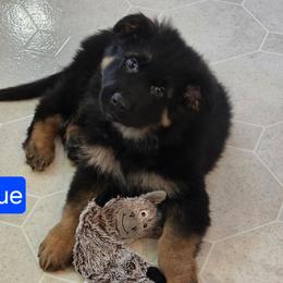 Blue Collar - Black and red male German Shepherd puppy in Sumner, Iowa from Vom Wilke Kennels