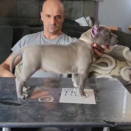 Brutus - Blue male American Bully puppy in Pomona, California from Lunatic Kennels