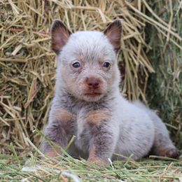 Bronco - Red speckled male Australian Cattle Dog puppy in Tucson, Arizona from Socattleranch’s Corgi’s
