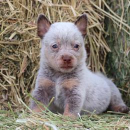Bronco - Red speckled male Australian Cattle Dog puppy in Tucson, Arizona from Socattleranch’s Corgi’s