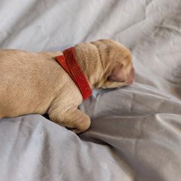Red Female - Yellow female Labrador Retriever puppy in Briggsdale, Colorado from LC Hunting Labs, LLC.