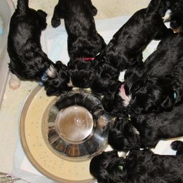 Portuguese Water Dog Puppies from Topsail PWDs