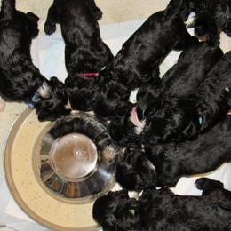 Portuguese Water Dog Puppies from Topsail PWDs