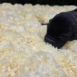 Frank - Black male Great Dane puppy in Granby, Missouri from HCR Great Danes