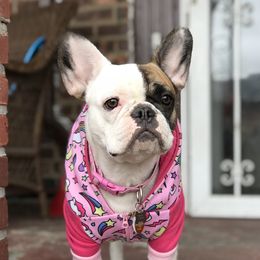 Adrian - French Bulldog